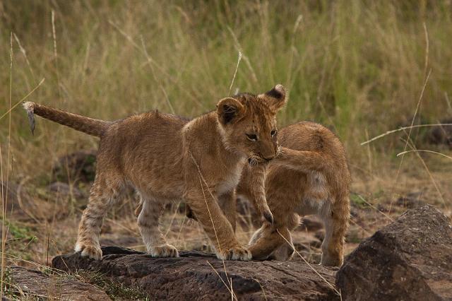 025 Kenia, Masai Mara, leeuwen.jpg